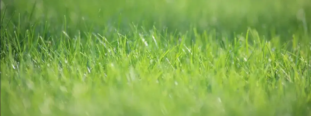 Makrobilde av frisk, grønn ferdigplen med skarpe gresstrå i forgrunnen og myk, uskarp bakgrunn som gir et rolig, naturlig uttrykk.