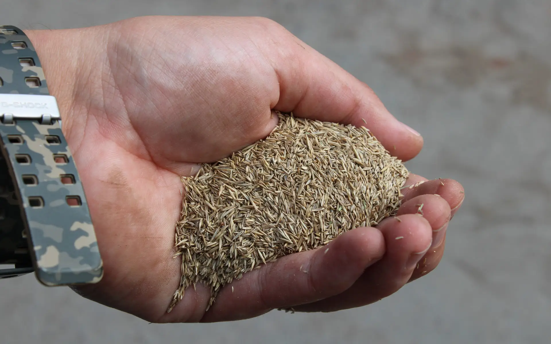 Hånd som holder en stor mengde lysebrune plenfrø i håndflaten, med klokkerem synlig på håndleddet.