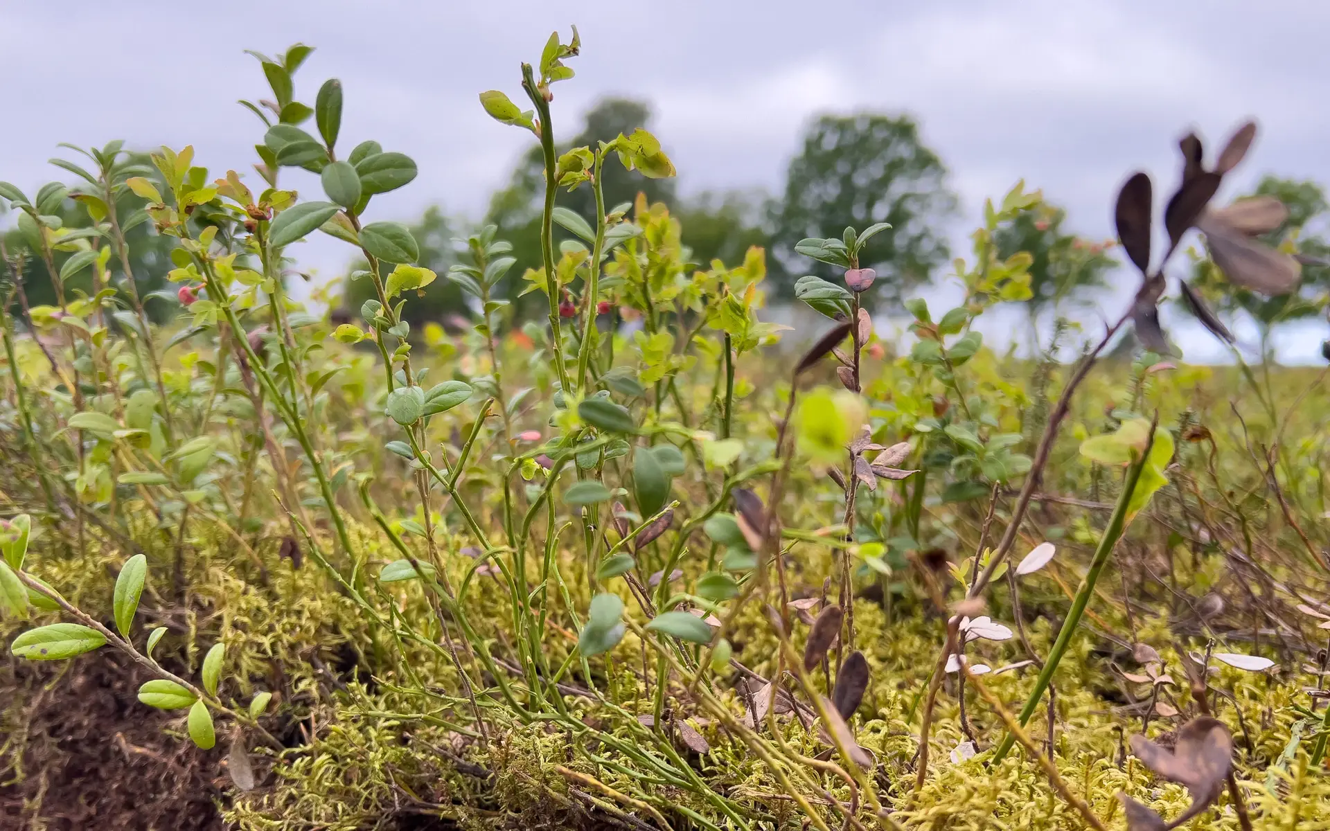 Nærbilde av artsmangfoldig lyng- og mosevegetasjon med små grønne blader og enkelte rødlige bær. Bakgrunnen er uskarp med trær og overskyet himmel.