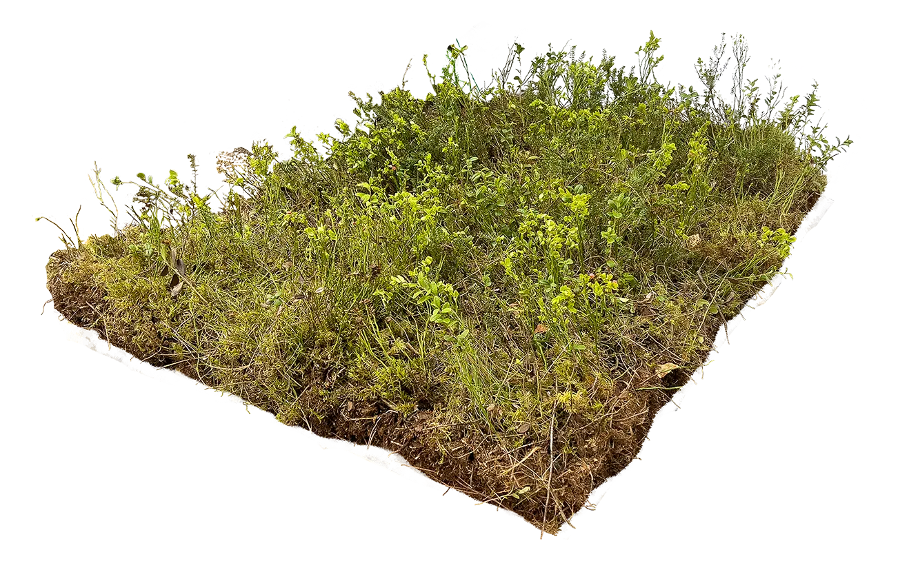 Utskåret produktbilde av en lyngmatte med tett, lav vegetasjon og grønne lyngplanter. Matten vises med synlig jord-/torvlag under, mot transparent/mørk bakgrunn.