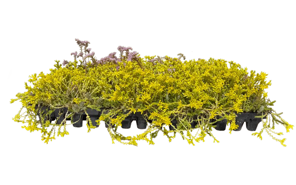 Sedumplanter i en lav, svart plastkassett. Tett, grønt plantedekke med mange små gule blomster, og enkelte rosa/lilla blomsteraks som stikker opp. Noen hengende skudd går utenfor kassettkanten. Isolert på svart bakgrunn.