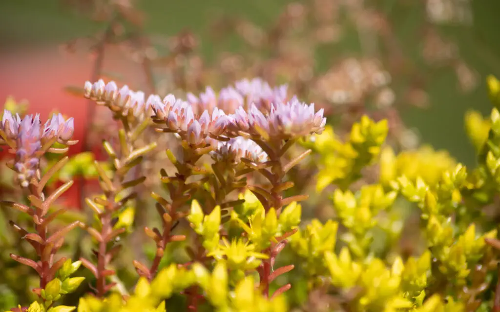 Nærbilde av sedum i blomstring med lyserosa blomsterklaser på rødlige stilker, omgitt av tett, gulgrønt sedumdekke i sollys.