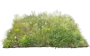 Utskåret produktbilde av blomstereng: en tett tue med variert, høyt gress og spredte markblomster i hvitt, gult og rosa. Vist mot transparent/mørk bakgrunn.