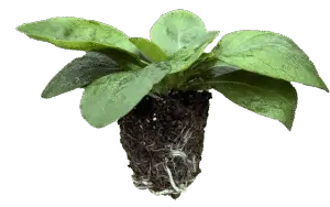 Utskåret produktbilde av en grønn pluggplante med brede, friske blader. Planten vises med jordklump og tydelige røtter nederst, mot transparent/mørk bakgrunn.