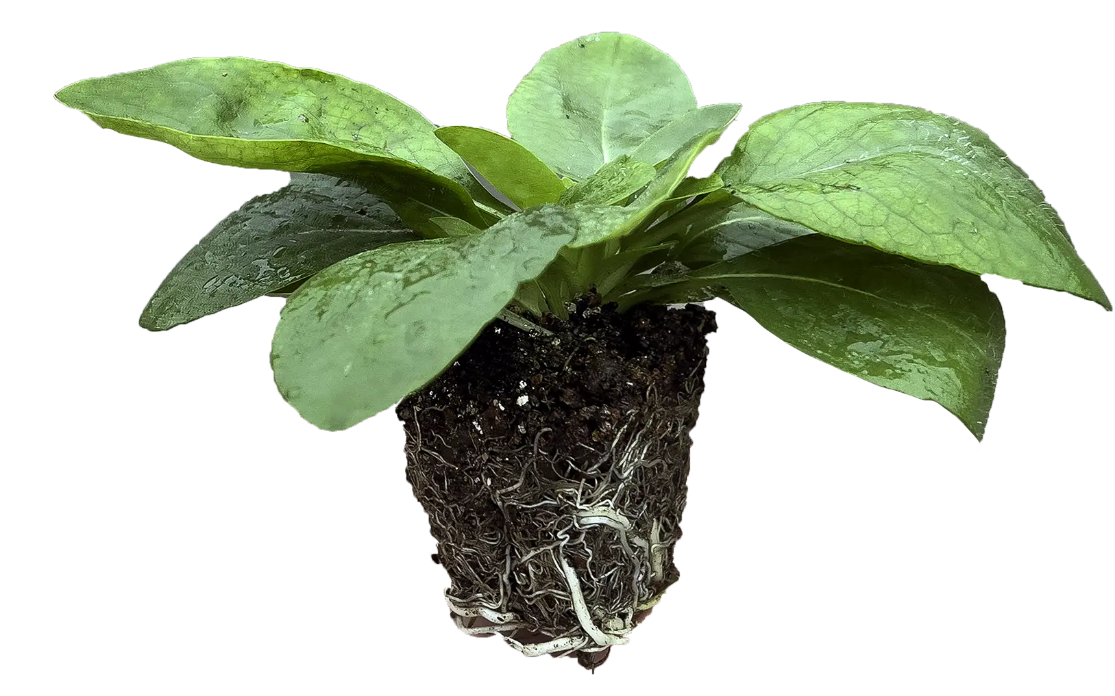 Utskåret produktbilde av en grønn pluggplante med brede, friske blader. Planten vises med jordklump og tydelige røtter nederst, mot transparent/mørk bakgrunn.