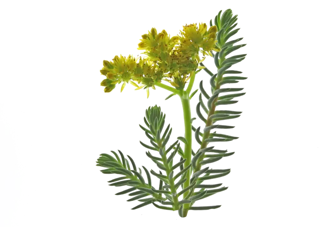 Utsnitt av broddbergknapp (Petrosedum rupestre) med blågrønne, smale sukkulentblader langs opprette stengler og en toppklase med små, gule blomster på transparent bakgrunn.
