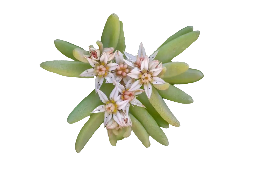 Nærbilde av Sedum hispanicum (gråbergknapp) med lysegrønne, avlange sukkulentblader og en liten klase hvite, stjerneformede blomster med svakt rosa toner, på transparent bakgrunn.