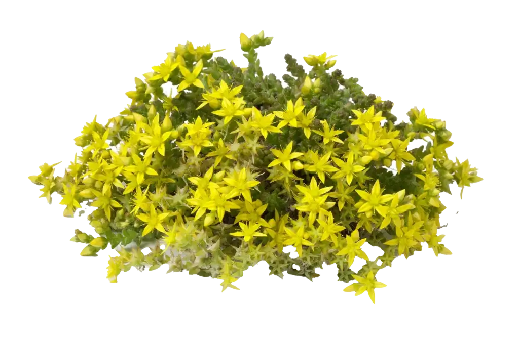 Illustrasjon/utklipp av sedum acre (bitterbergknapp): en lav, tett tue med mange små, stjerneformede, knallgule blomster og grønne, kjøttfulle blader, på transparent bakgrunn.