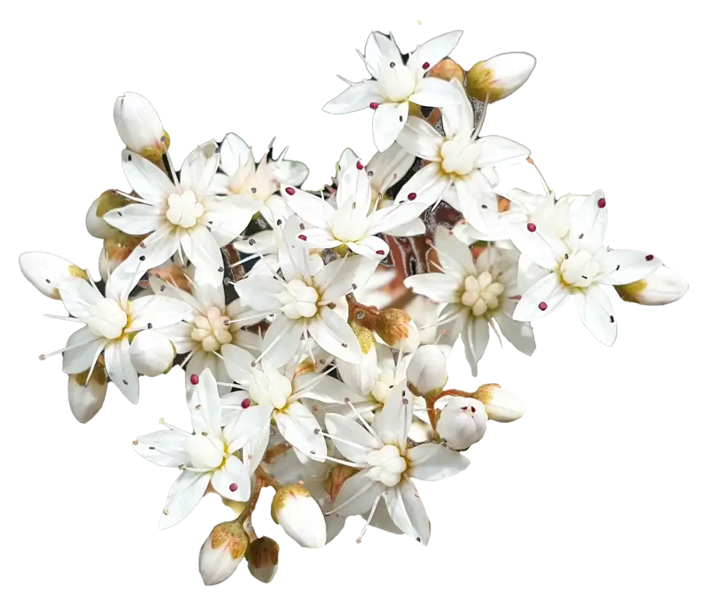 Nærbilde av sedum album i blomstring: en tett klase med små, hvite stjerneformede blomster med fine pollenbærere (rød/prikkete detaljer) og flere lyse knopper, på transparent bakgrunn.