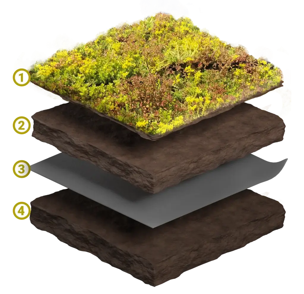 3D snittillustrasjon av sedummatte på bakken med fire lag merket 1–4: sedumvegetasjon øverst, underliggende jord-/vekstmedium, et grått filter-/skillelag og et nedre underlag/dreneringslag.