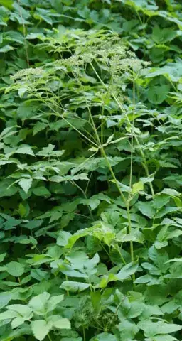 Skvallerkål (ugress) med grønne blader i bed.