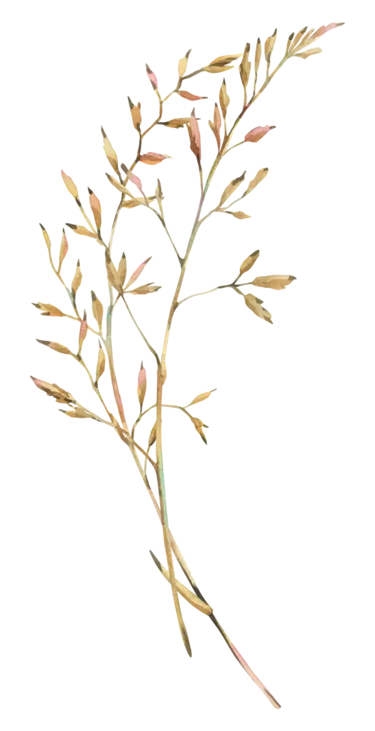 Isolert kvist av engrapp (gras) med tynn stråstengel og flere sidegreiner med smale småaks/spirer. Fargen er lys gulgrønn med svakt rosa toner i enkelte partier, på transparent bakgrunn.