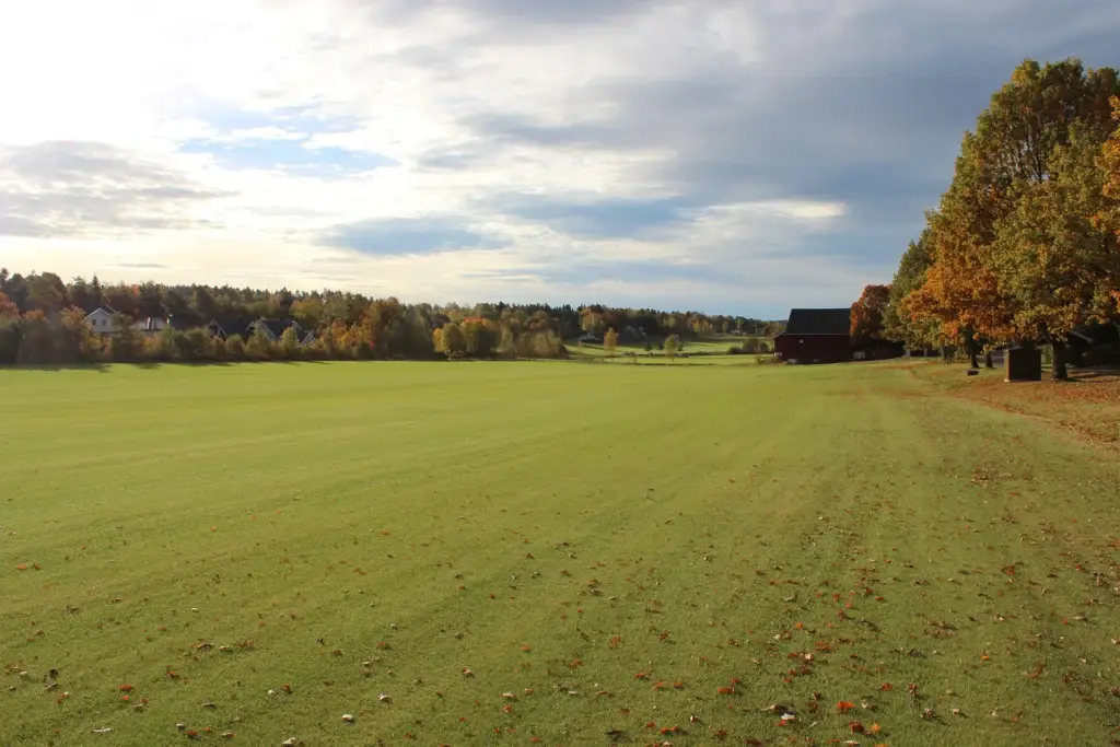 Stort, flatt jorde med tett, grønn gressmatte i ferdigplenproduksjon. Høstlandskap med trær i gule og oransje farger langs høyre side, spredte blader på gresset, og en rød låve i det fjerne under en lys, delvis skyet himmel.