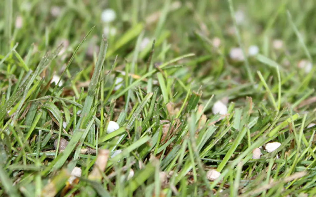 Nærbilde av ferdigplen med grønne gressstrå, der små hvite gjødselkorn ligger spredt mellom stråene.