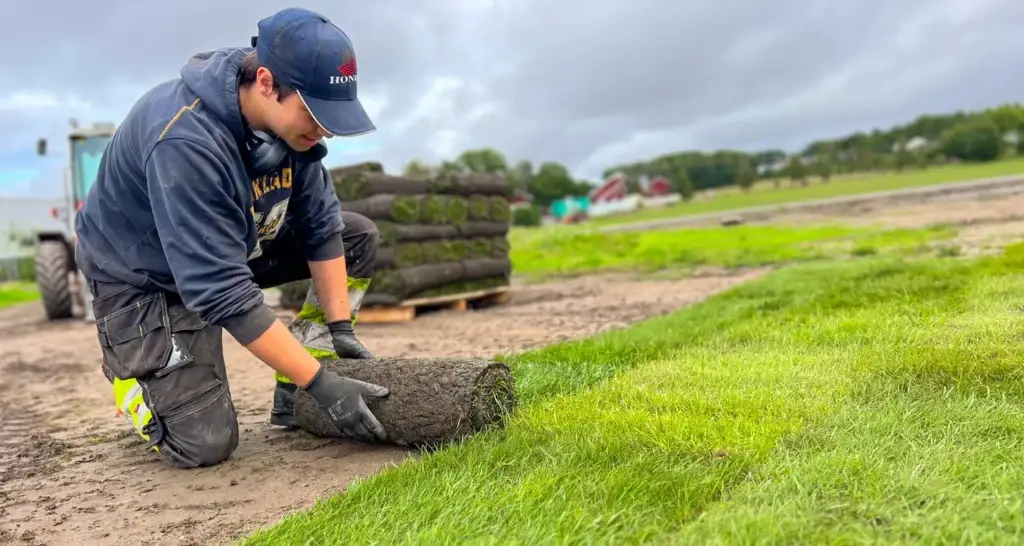 En arbeider kneler og ruller ut ferdigplen på jordet, med en pall stablede gressruller i bakgrunnen under en overskyet himmel.