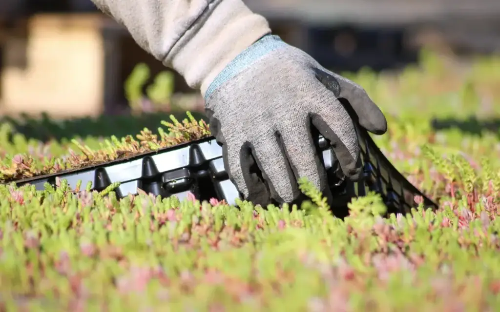 Hånd plukker opp sedumkassett fra et bed