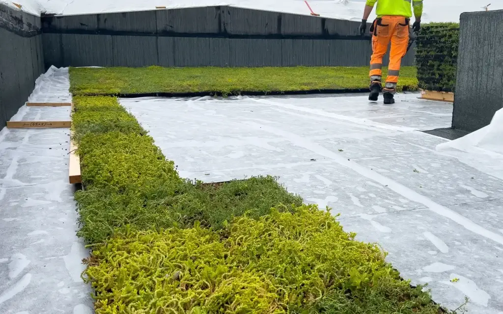 Sedumtak legges med kassetter på et flatt tak: grønne sedumplater/kassetter ligger i L-form over hvit beskyttelsesduk, mens en arbeider i gul overdel og oransje bukse står ved kanten.
