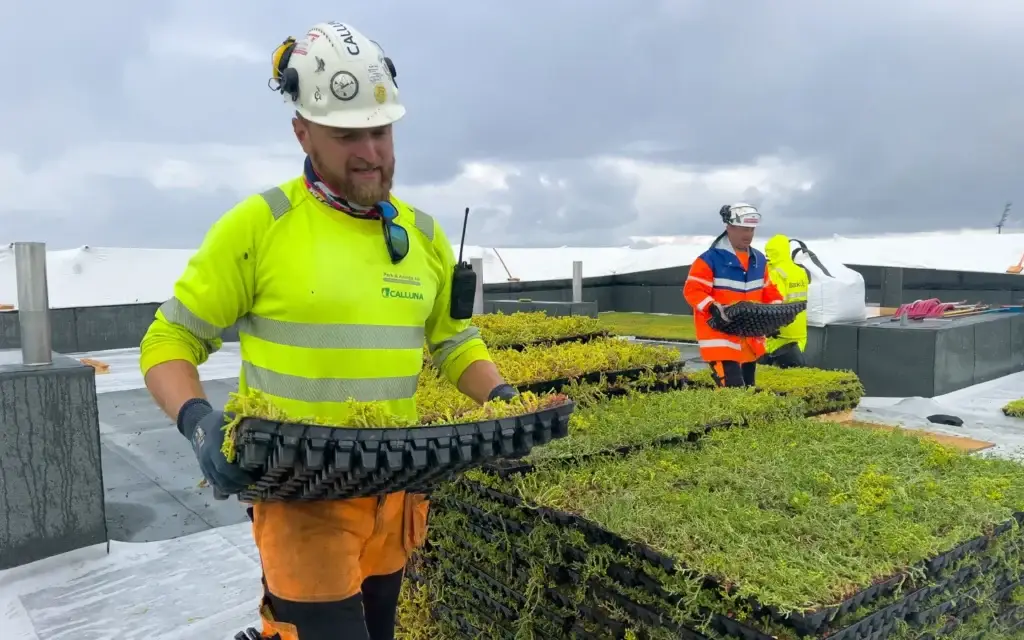 Arbeidere legger sedumtak og bærer sedumkassetter på et flatt tak.