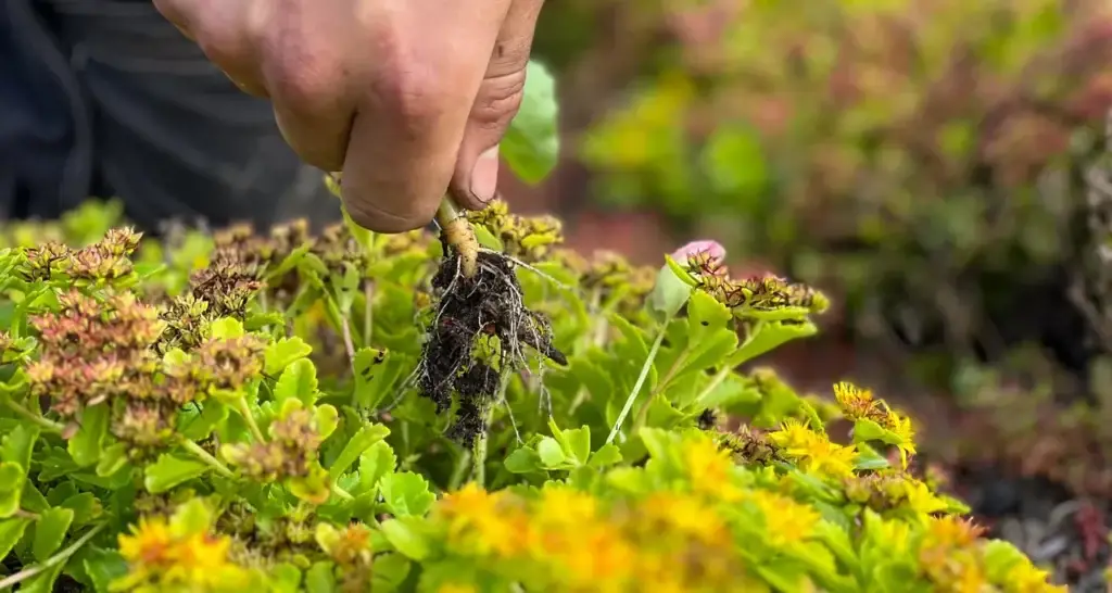 En hånd drar opp et ugress med røtter og jord fra et sedumdekke med grønne blader og små gule blomster, med uskarp bakgrunn.