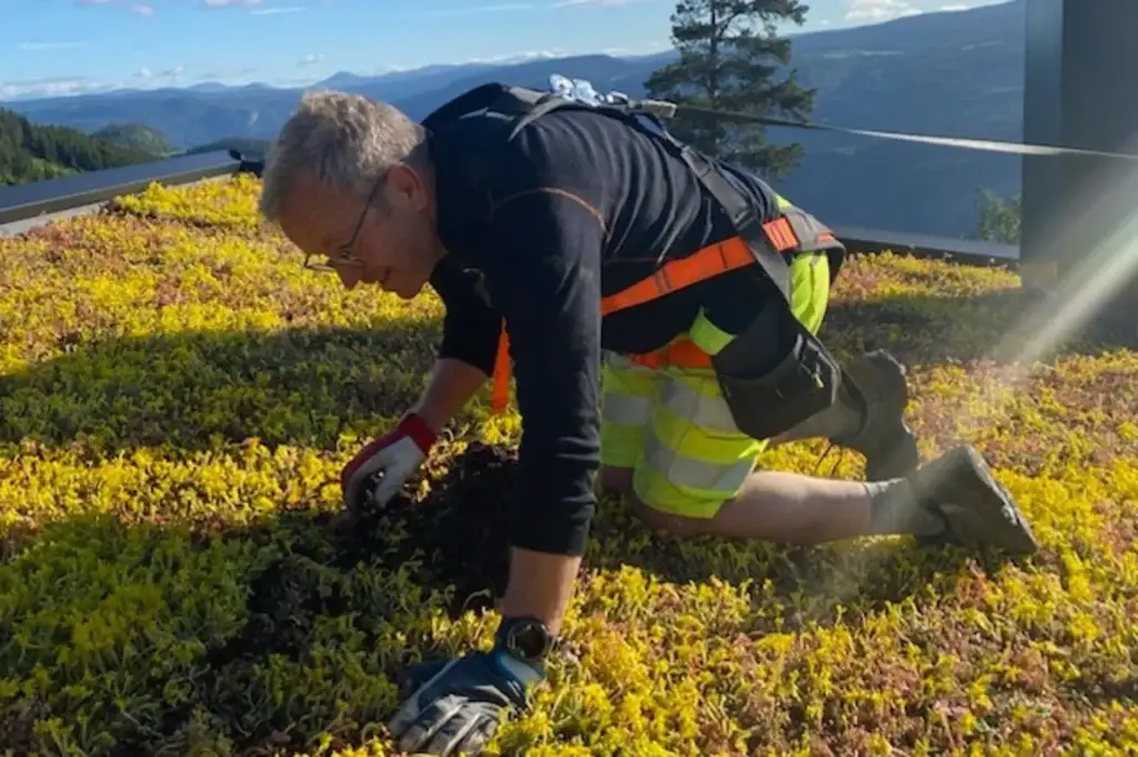 En mann i verneutstyr kneeler på et sedumtak og steller sedum i kassett på et tak, med fjellandskap i bakgrunnen og sikkerhetsline festet.