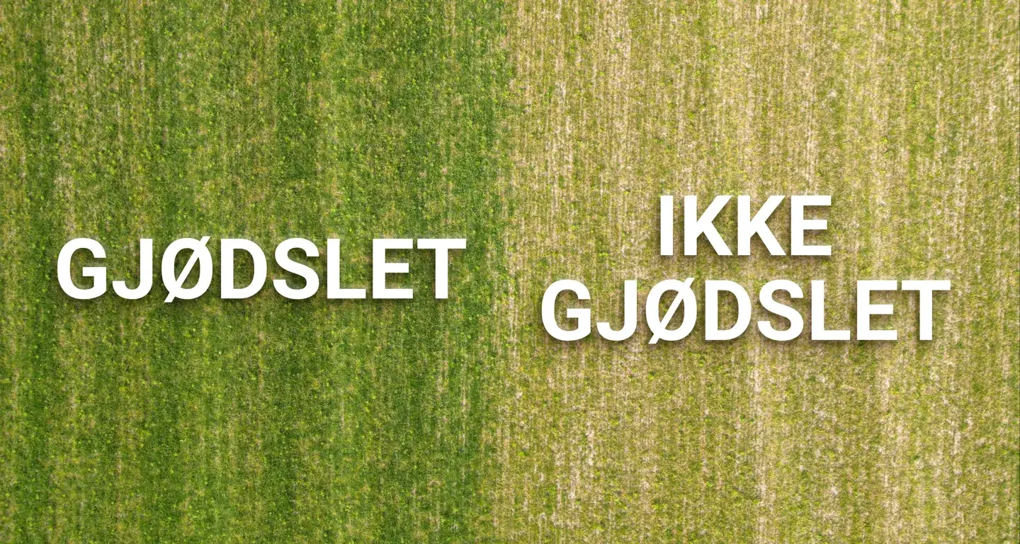 Gjødslingseksperiment: gressplen med gjødslet og ikke gjødslet område side om side.