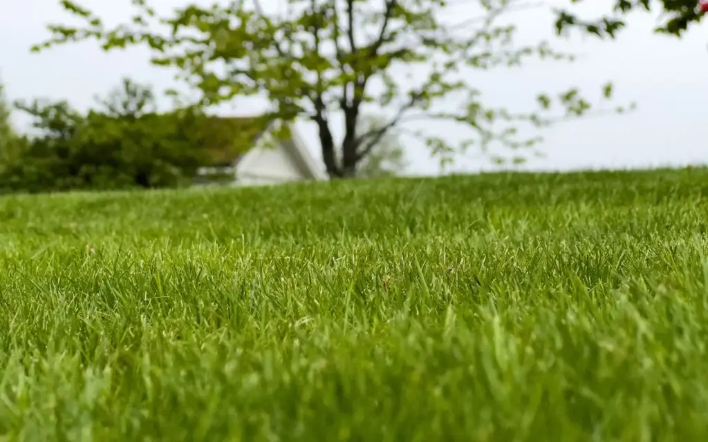 Nærbilde av grønn, tett gressplen i forgrunnen. I bakgrunnen er et tre og et lyst hus svakt ute av fokus, med lysegrå himmel over.