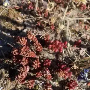 Tørre sedum blomster