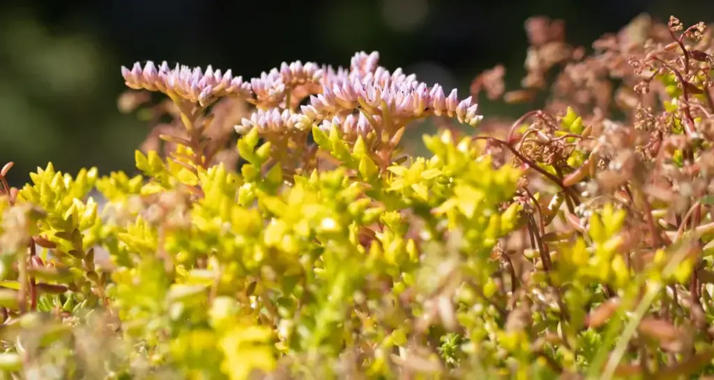 Nærbilde av sedum i blomstring: lysegrønne og gulgrønne sukkulente tepper med opprette stengler som bærer små, tettpakkede rosa blomster, mot en mørk og uskarp bakgrunn.