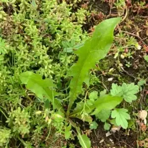 Løvetann angriper sedum