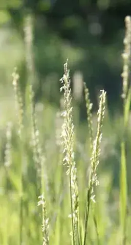 Kveke (ugress) med aks i gress, nærbilde.