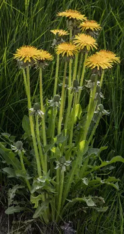Løvetann (ugress) med gule blomster i gress.