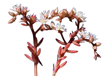 Isolert plante på gjennomsiktig bakgrunn: hvitbergknapp i blomstring med rødbrune sukkulente stengler og blader, og flere små hvite, stjerneformede blomster i klaser.