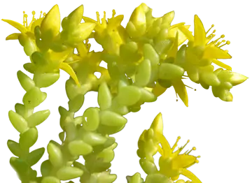 Isolert bitterbergknapp på gjennomsiktig bakgrunn: lysegrønne, tettpakkede sukkulente skudd med små, stjerneformede gule blomster som så vidt har begynt å åpne seg.