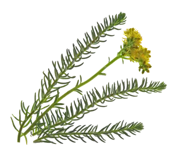 Isolert plante på gjennomsiktig bakgrunn: broddbergknapp med blågrønne, smale og spisse sukkulentblader langs stenglene, og en liten klase med gule blomster øverst.