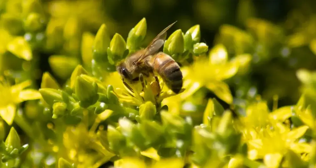 Nærbilde av en bie som samler nektar/pollen på gule sedum-blomster, omgitt av grønne knopper og blomster i myk, uskarp bakgrunn.