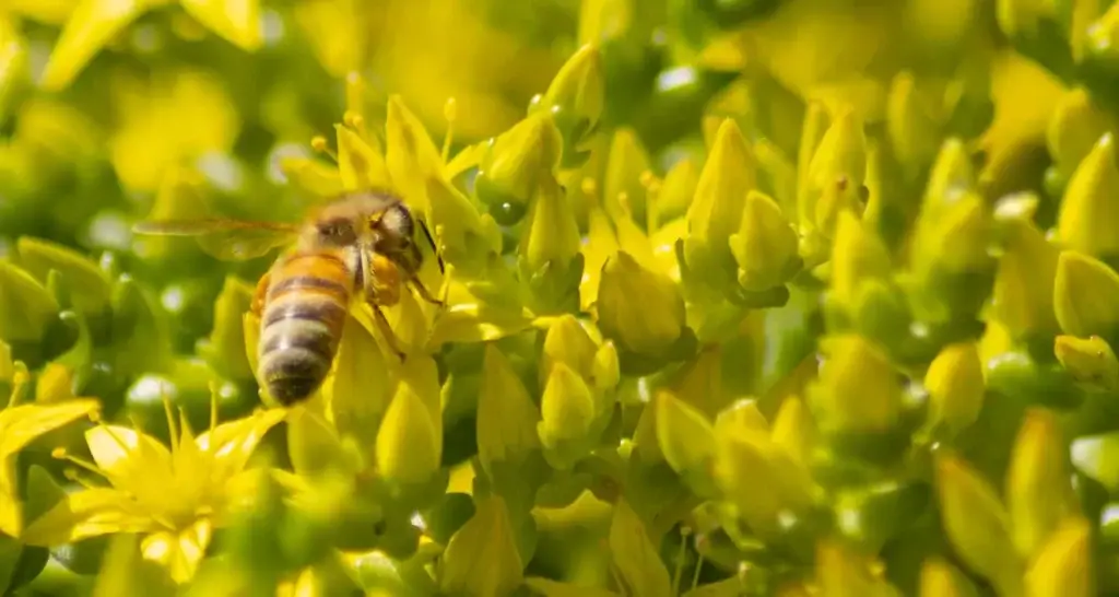 Nærbilde av en bie som samler nektar på gule, stjerneformede sedumblomster, omgitt av grønne knopper og tett vegetasjon.