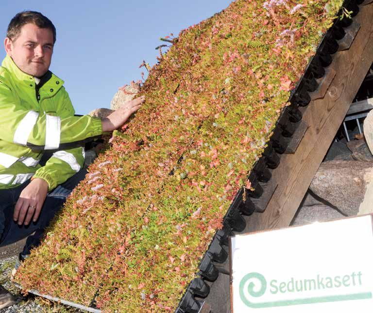 Ole Christian Trandem viser sedum i kassett på takmodul, arkivfoto fra oppstart av produksjon.