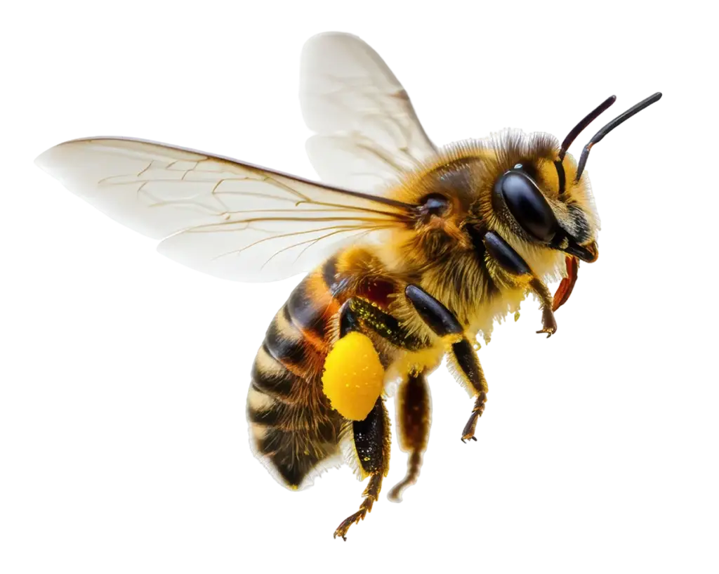 Bie med pollen på bakbeina, isolert motiv.