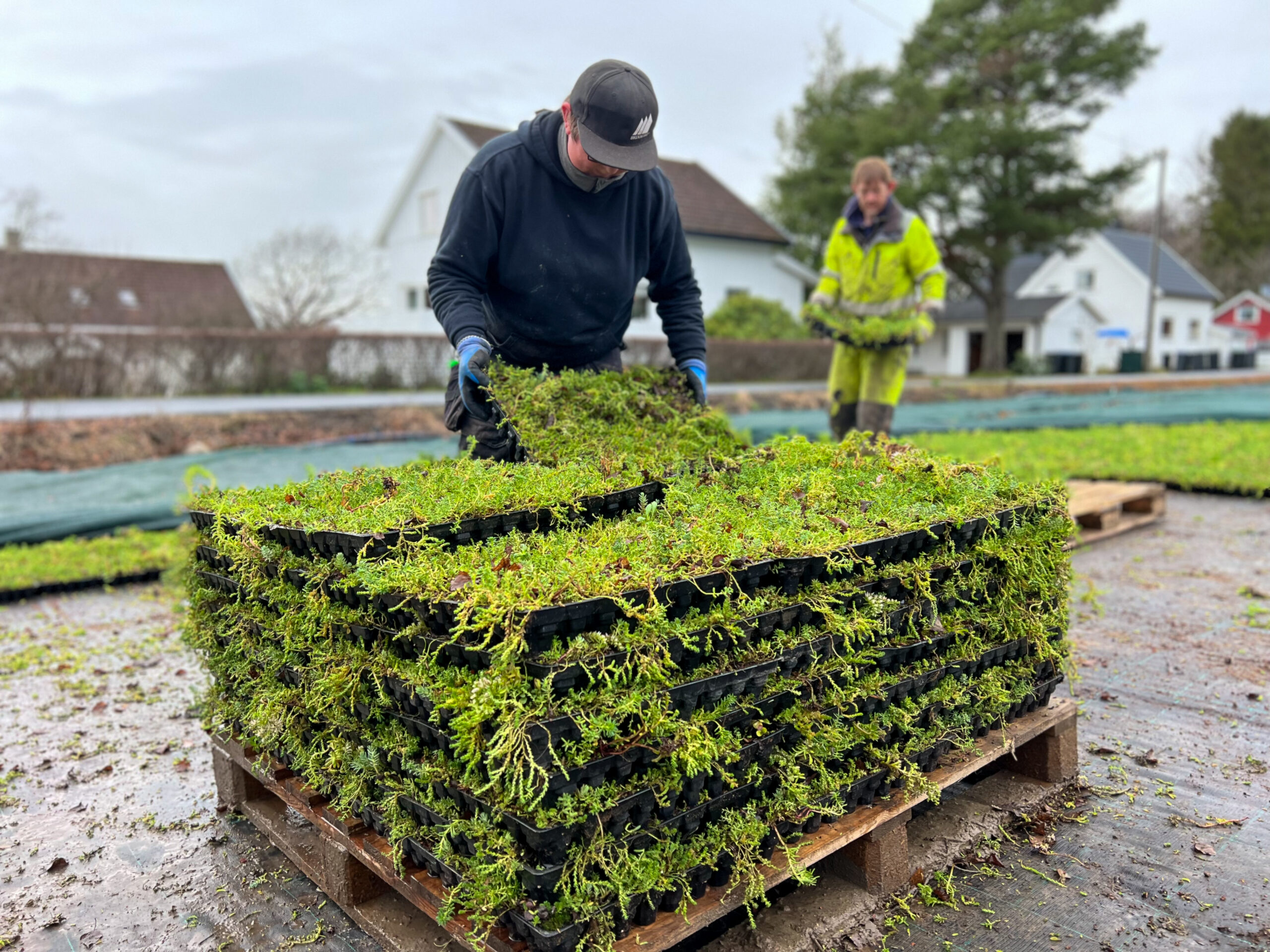 Arbeider stabler sedum i kassetter på pall på planteskole.