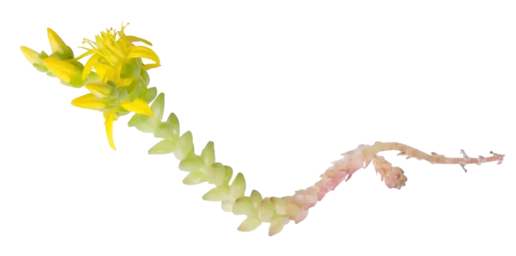 Enkeltstående Sedum acre med gul blomst og sukkulente blader, isolert motiv.