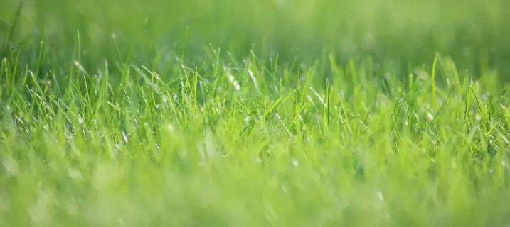 Makrobilde av frisk, grønn ferdigplen med skarpe gresstrå i forgrunnen og myk, uskarp bakgrunn som gir et rolig, naturlig uttrykk.