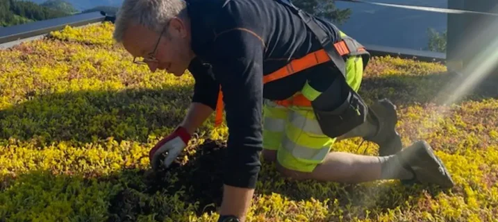 En mann i verneutstyr kneeler på et sedumtak og steller sedum i kassett på et tak, med fjellandskap i bakgrunnen og sikkerhetsline festet.