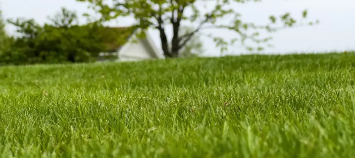 Nærbilde av grønn, tett gressplen i forgrunnen. I bakgrunnen er et tre og et lyst hus svakt ute av fokus, med lysegrå himmel over.