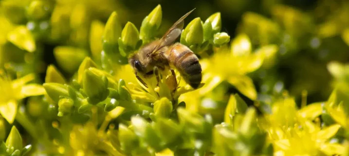 Nærbilde av en bie som samler nektar/pollen på gule sedum-blomster, omgitt av grønne knopper og blomster i myk, uskarp bakgrunn.