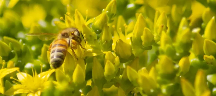 Nærbilde av en bie som samler nektar på gule, stjerneformede sedumblomster, omgitt av grønne knopper og tett vegetasjon.